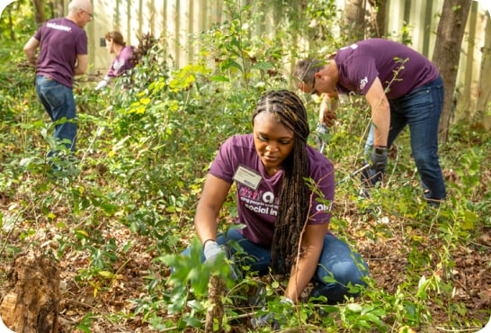 A woman and to men wearing jeans and purple ally volunteer t-shirts are outside in the woods planting trees.